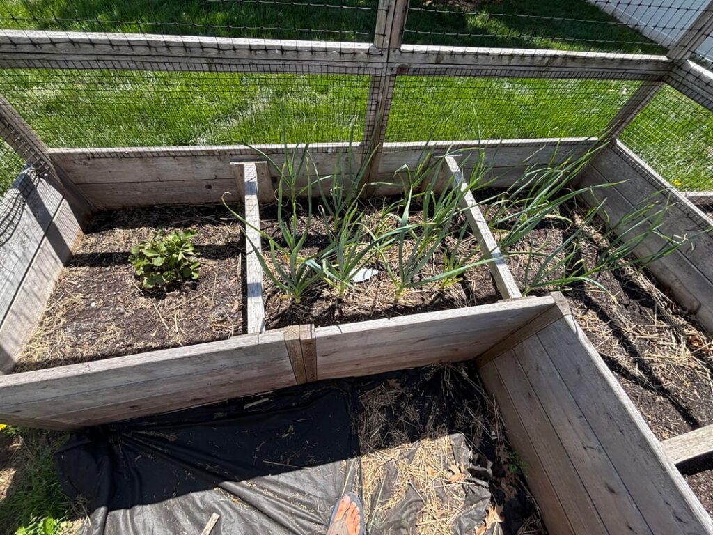 This is my 3rd attempt at Growing for 365 days straight going well so far. This is my 3rd attempt at Growing for 365 days straight going well so far.
