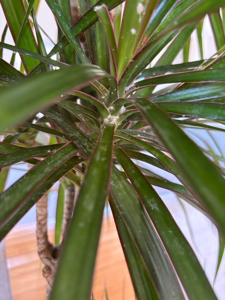 What are these and how to get rid of them?