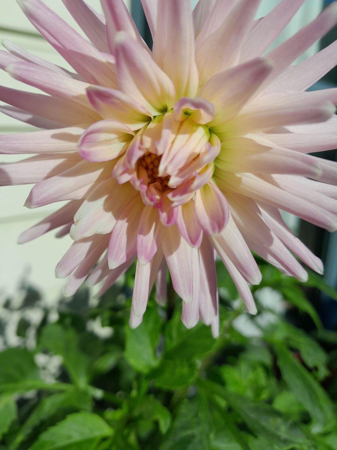 Probably the last new bloom of my NZ summer