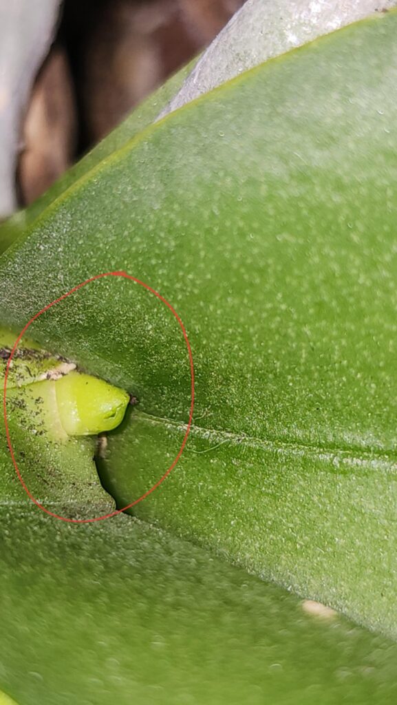 Let's play Flower spike or root