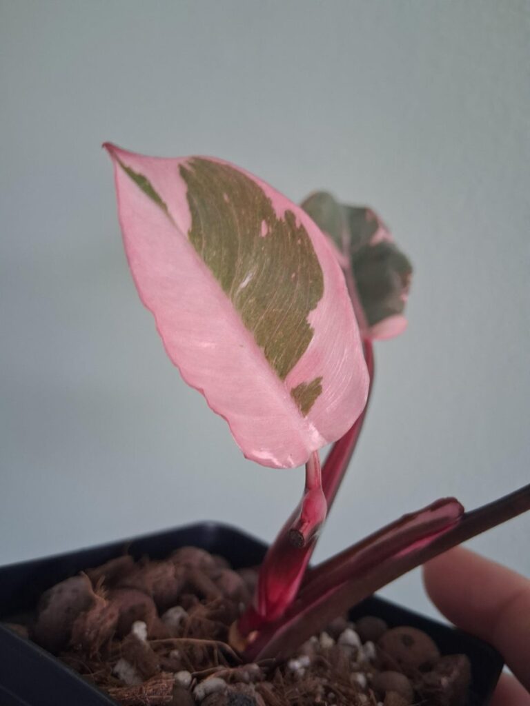 Pink Princess Mutation newest leaf Pink Princess Mutation newest leaf