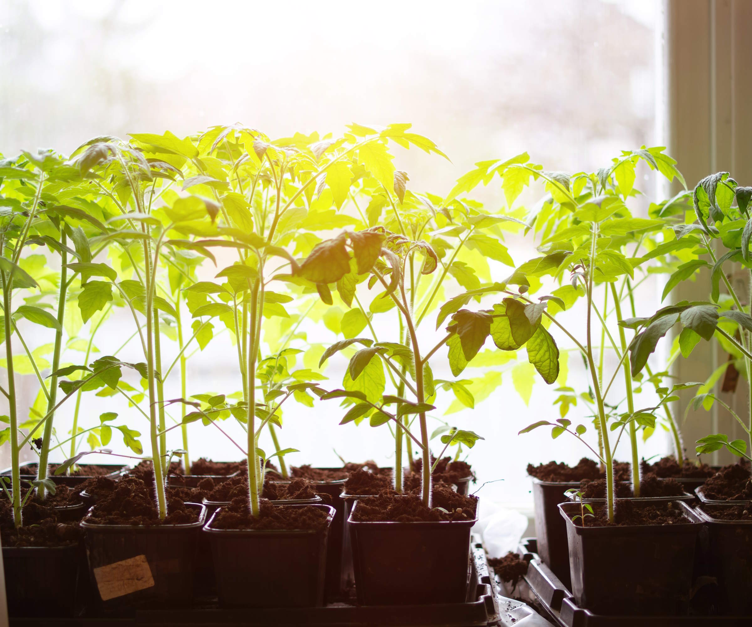Tomato seedlings in a seedling tray on a windowsill