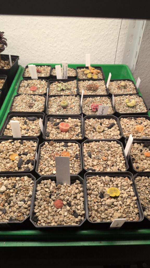 Mealy Bug Prevention – any Tips ? Mealy Bug Prevention - any Tips ?