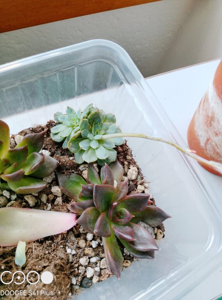 Did not know echeveria clusters could shed heads