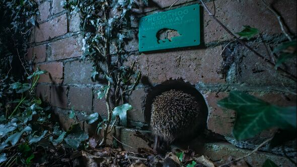 A female hedgehog enters hole in wall