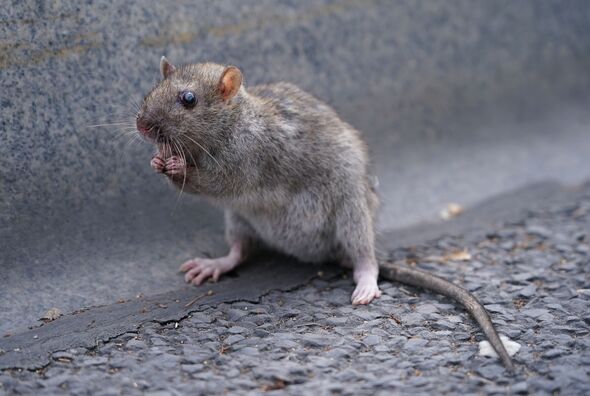 A rat on a street A rat on a street
