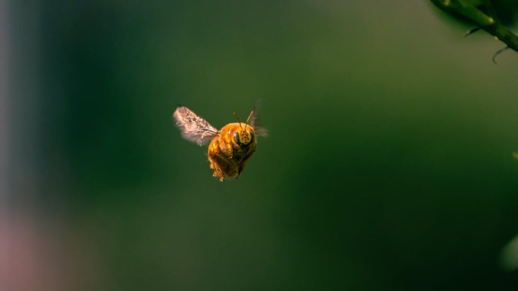 A teddy bear bee visited my garden