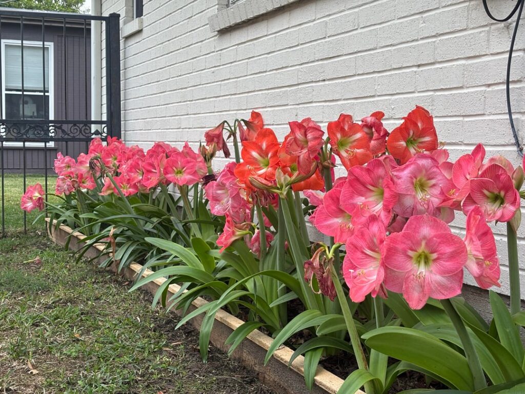 A whole lot of Spring color 🌈