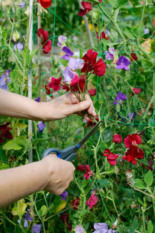 A woman picking sweet peas.