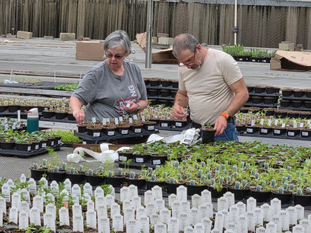 Staff members work with plants at Schaefer Greenhouses in Montgomery recently. (David Sharos/For The Beacon-News)