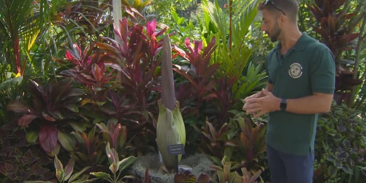 Corpse flower expected to bloom at Foster Botanical Garden Corpse flower expected to bloom at Foster Botanical Garden