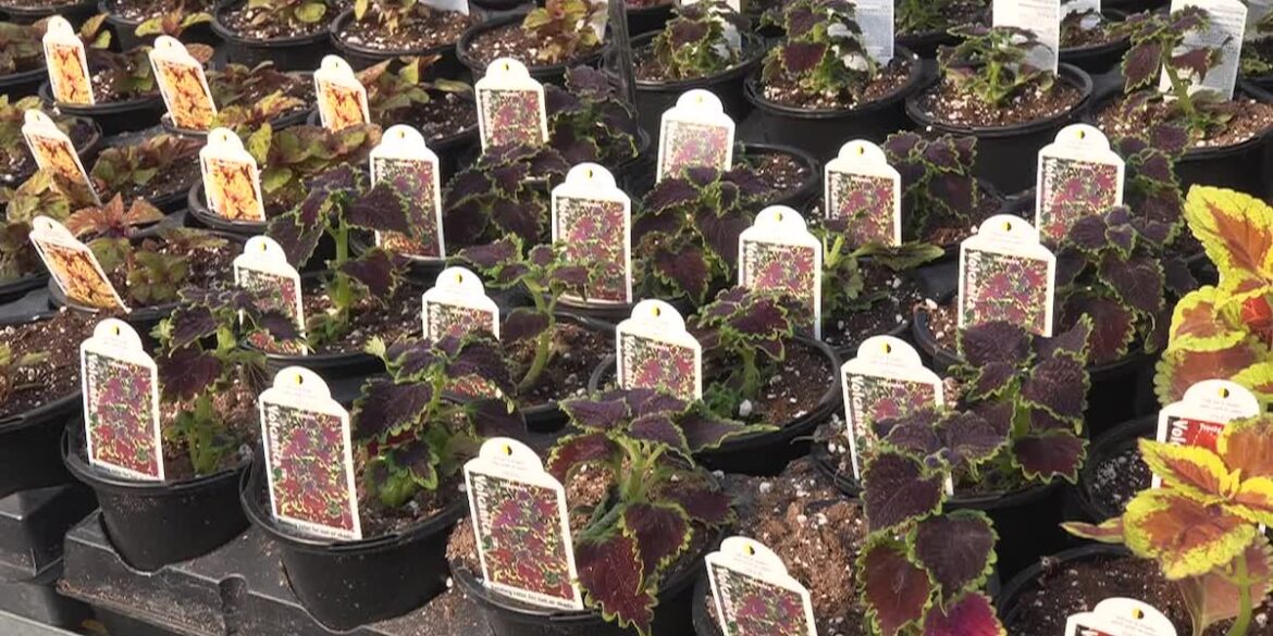 how to prepare your Alaska garden for harvest starting now how to prepare your Alaska garden for harvest starting now