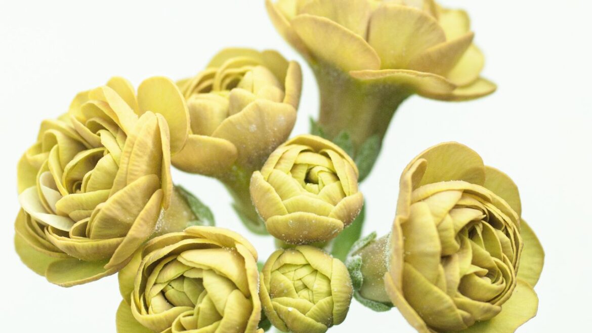 Our garden editor Clare Foster on why auriculas are the perfect spring flower