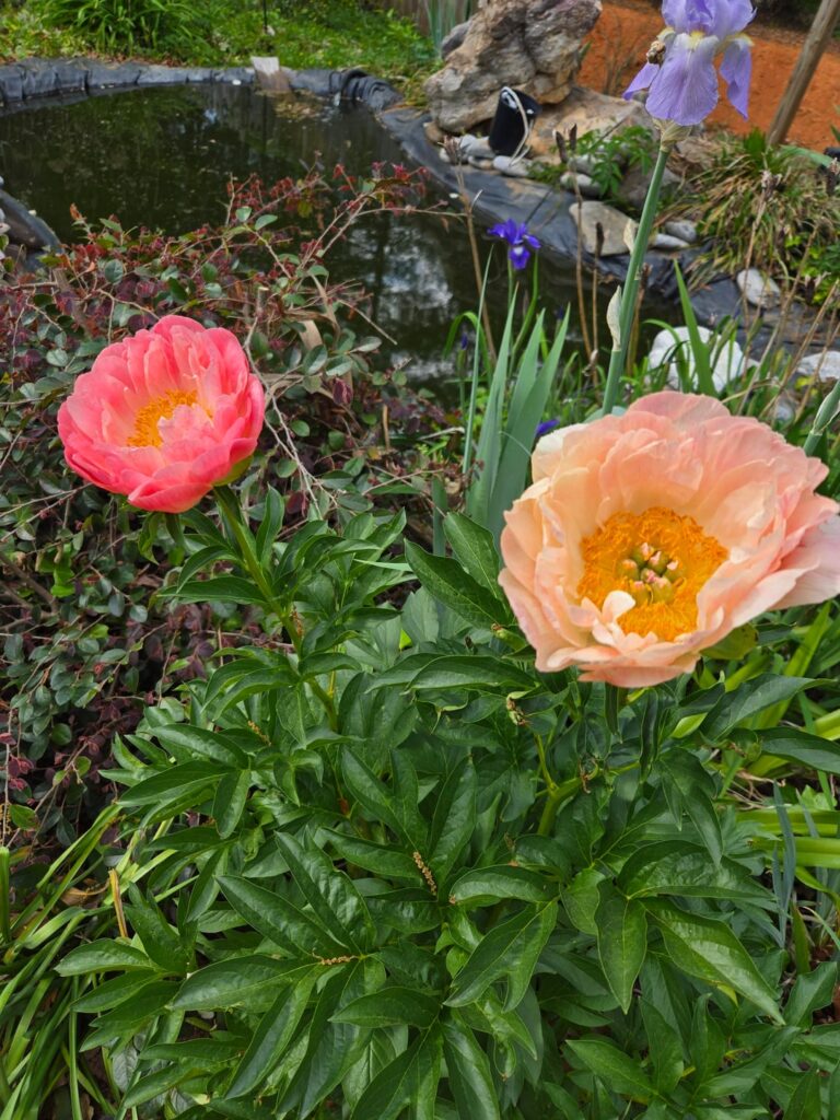 About that time to start posting our flowers, so here are my peonies