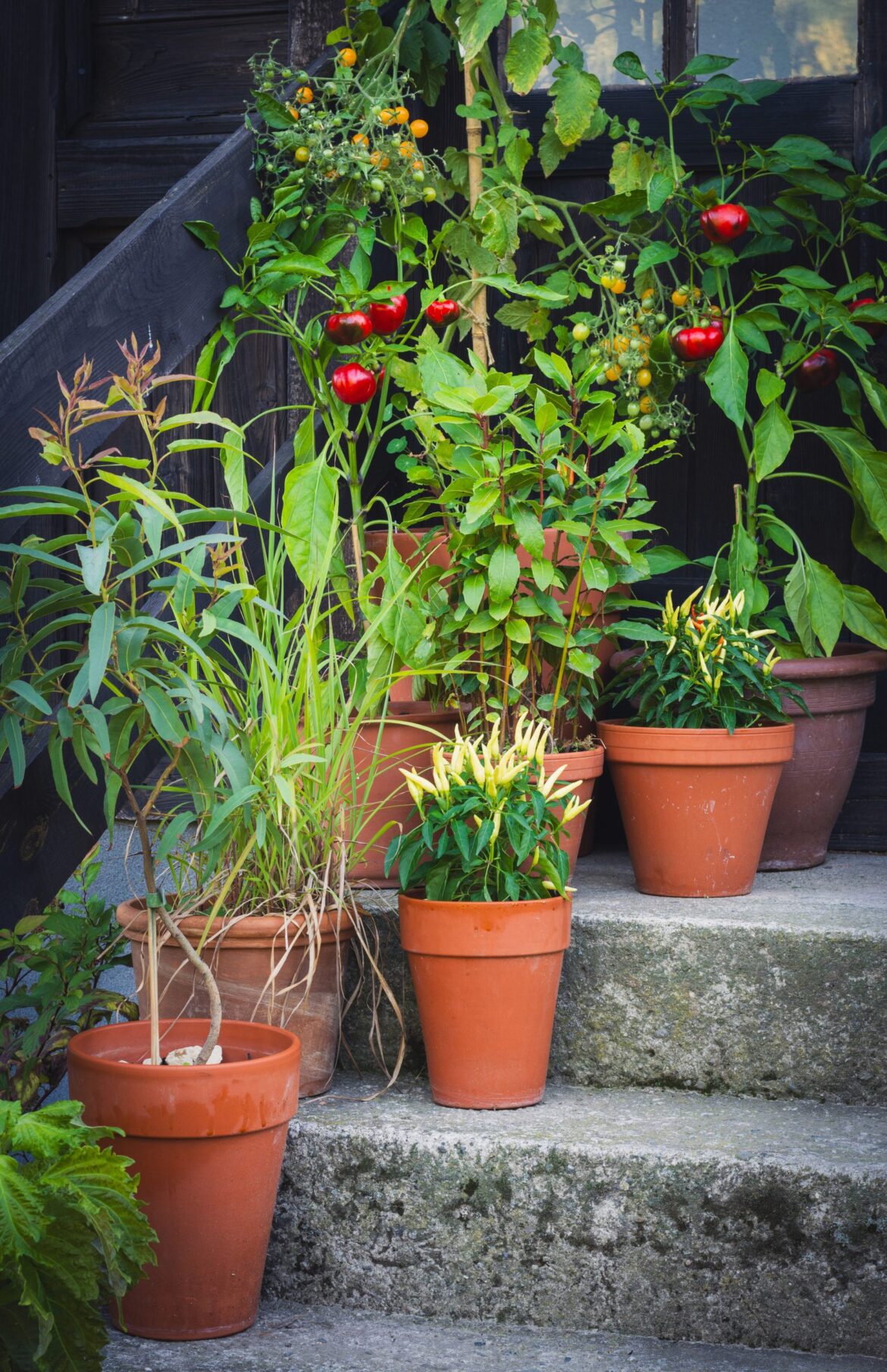 From container garden to plate this summer