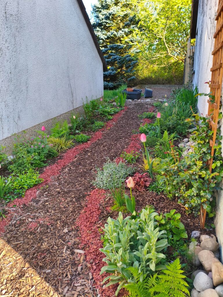 After/Before - Battle against ivy, vines and blackberry