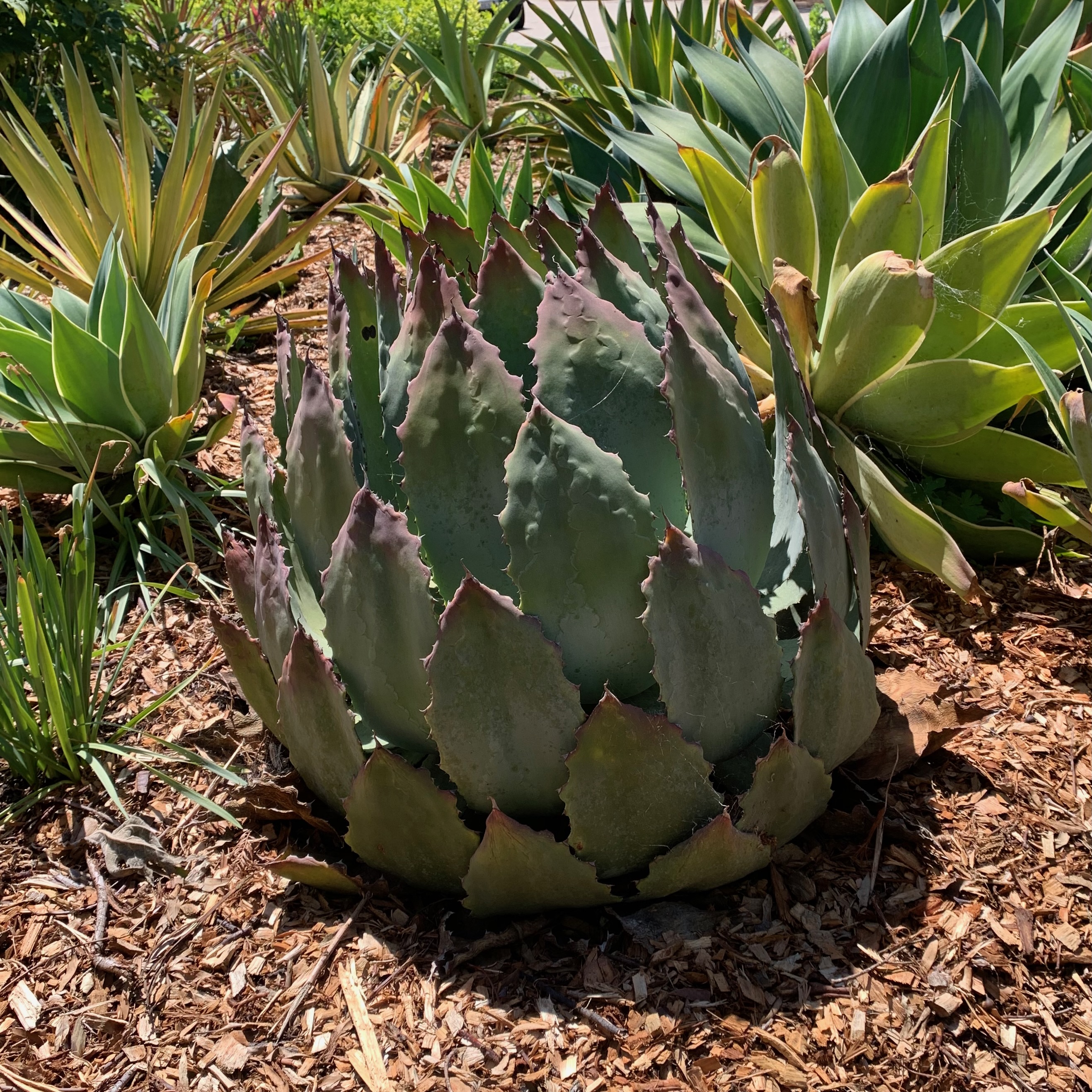 Agave parryi (Parry's agave). This distinctive, medium-sized succulent has symmetrical...