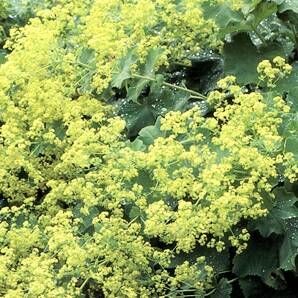 Alchemilla mollis – or lady’s mantle – is favourite with its airy lime green fronds.