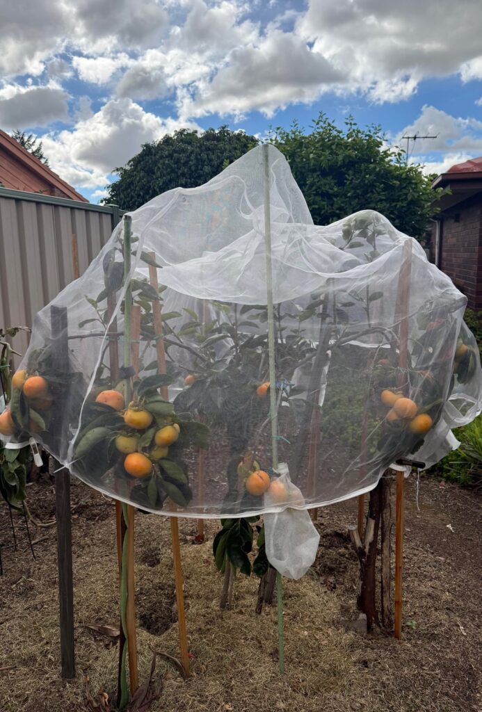 Almost harvest time! My Fuyu persimmons are looking heavy this year.
