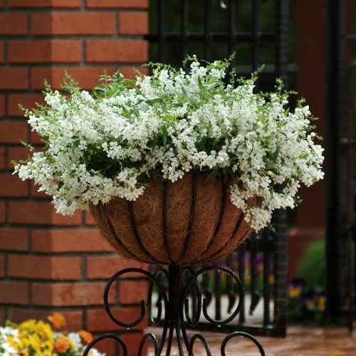 White Angelonia AngelMist Plant