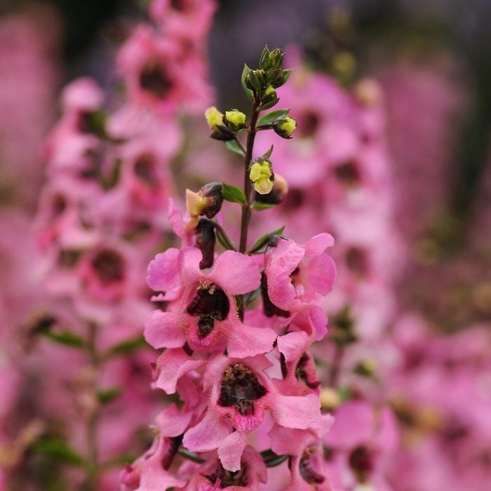 Angelonia Serenitapink Closeup Reduced2