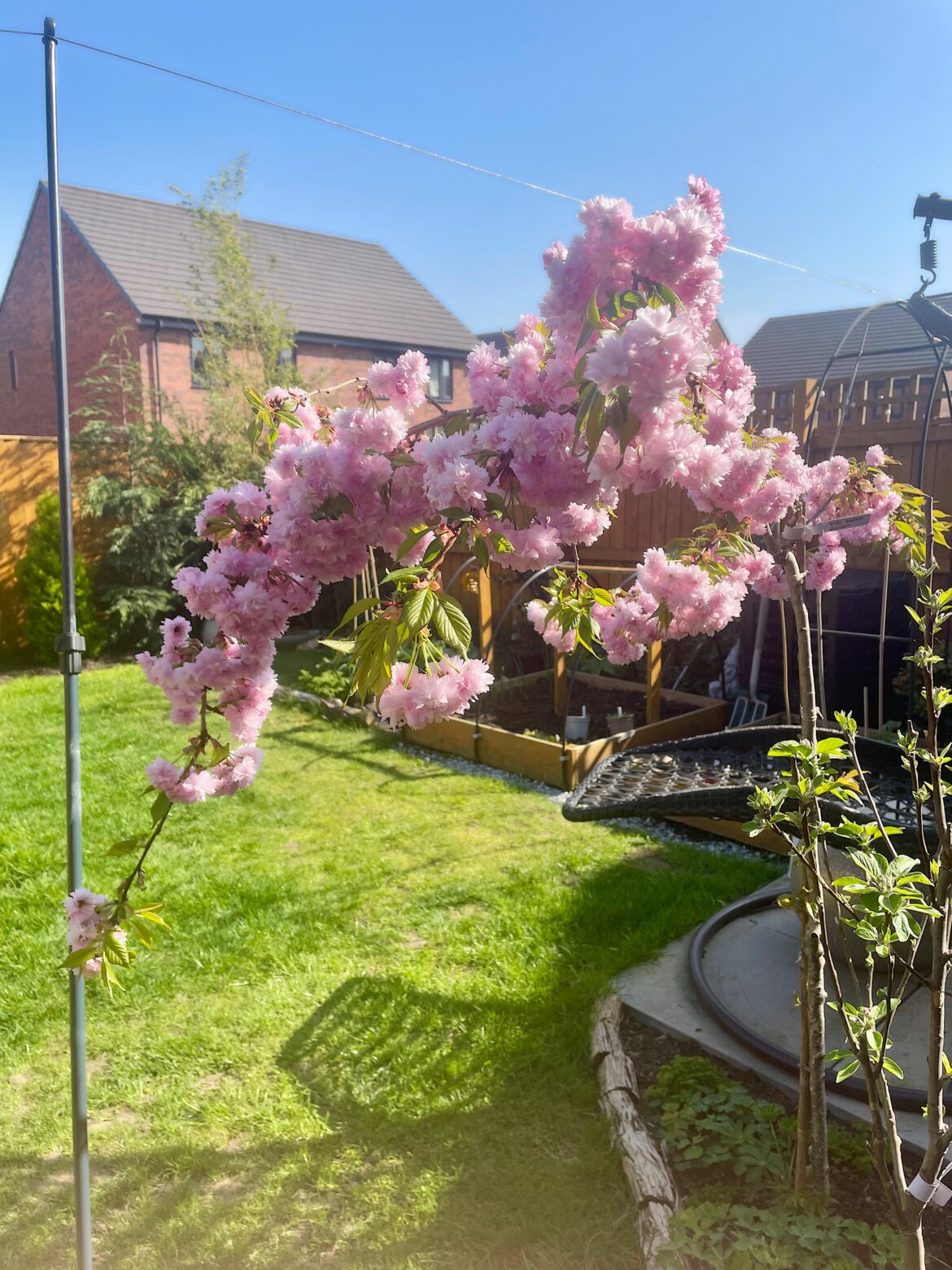 Appreciating my Kiku-shidare-zakura cherry which has exploded with colour! 🌸