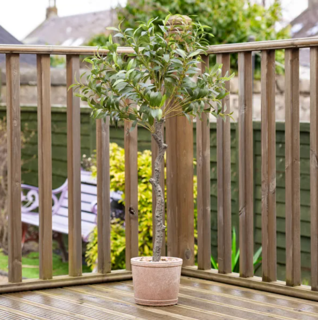 Artificial Olive Tree in Rustic Pot