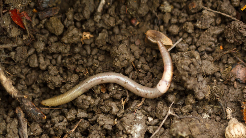 Asian jumping worm set to plague Colorado gardens Asian jumping worm set to plague Colorado gardens