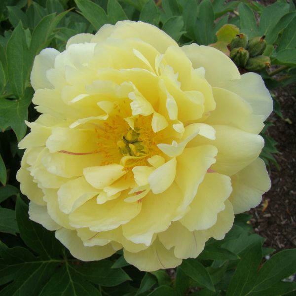 Garden Candy&trade; Pineapple Fizz&trade; Itoh Peony