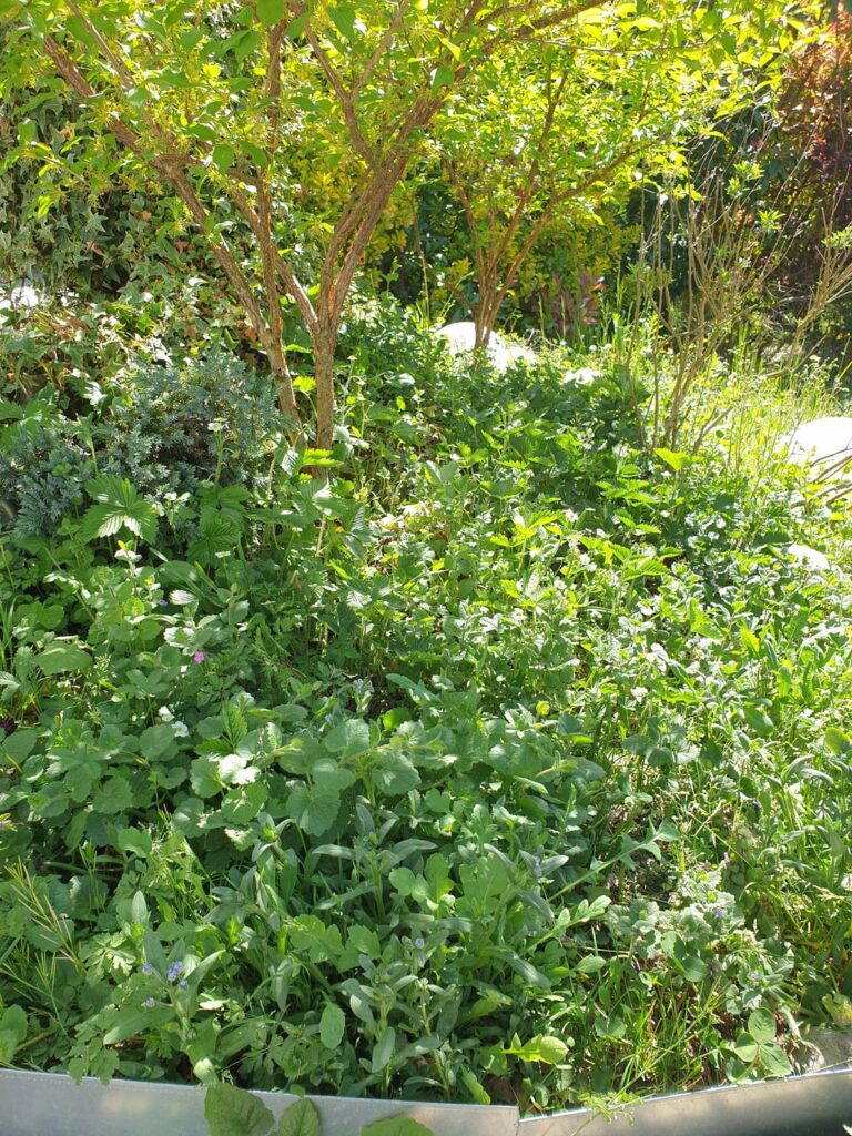 Attempting to grow wild strawberries