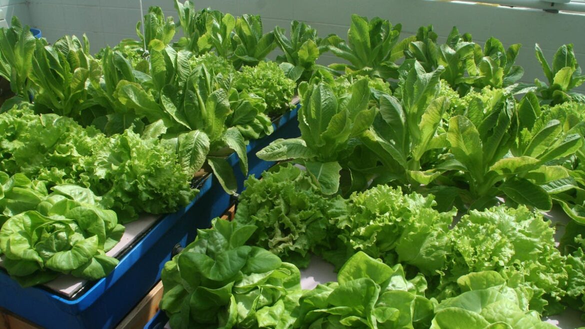 French lettuce is great for Dakota gardens French lettuce is great for Dakota gardens
