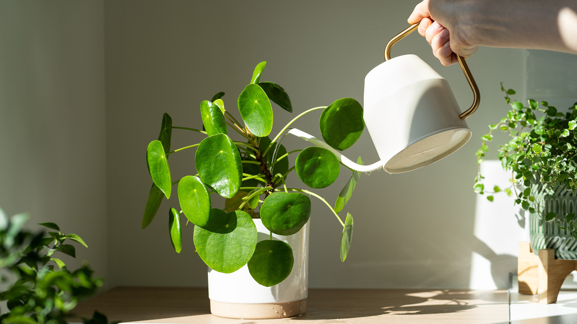 Chinese money plant