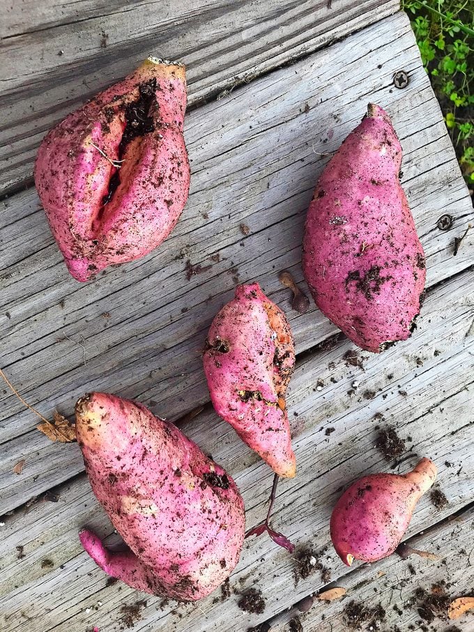 sweet potato vine tubers
