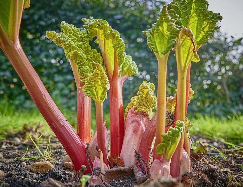 At the grand old age of 44, I have discovered the sweet, divine taste of stewed rhubarb 