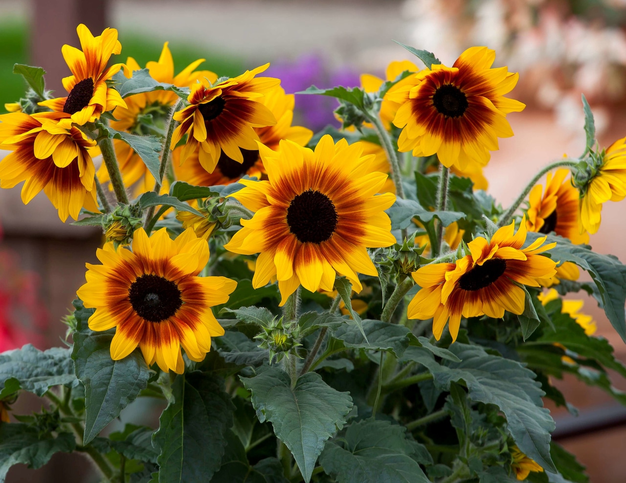 Sunflower Sunfinity Yellow-Red Bicolor