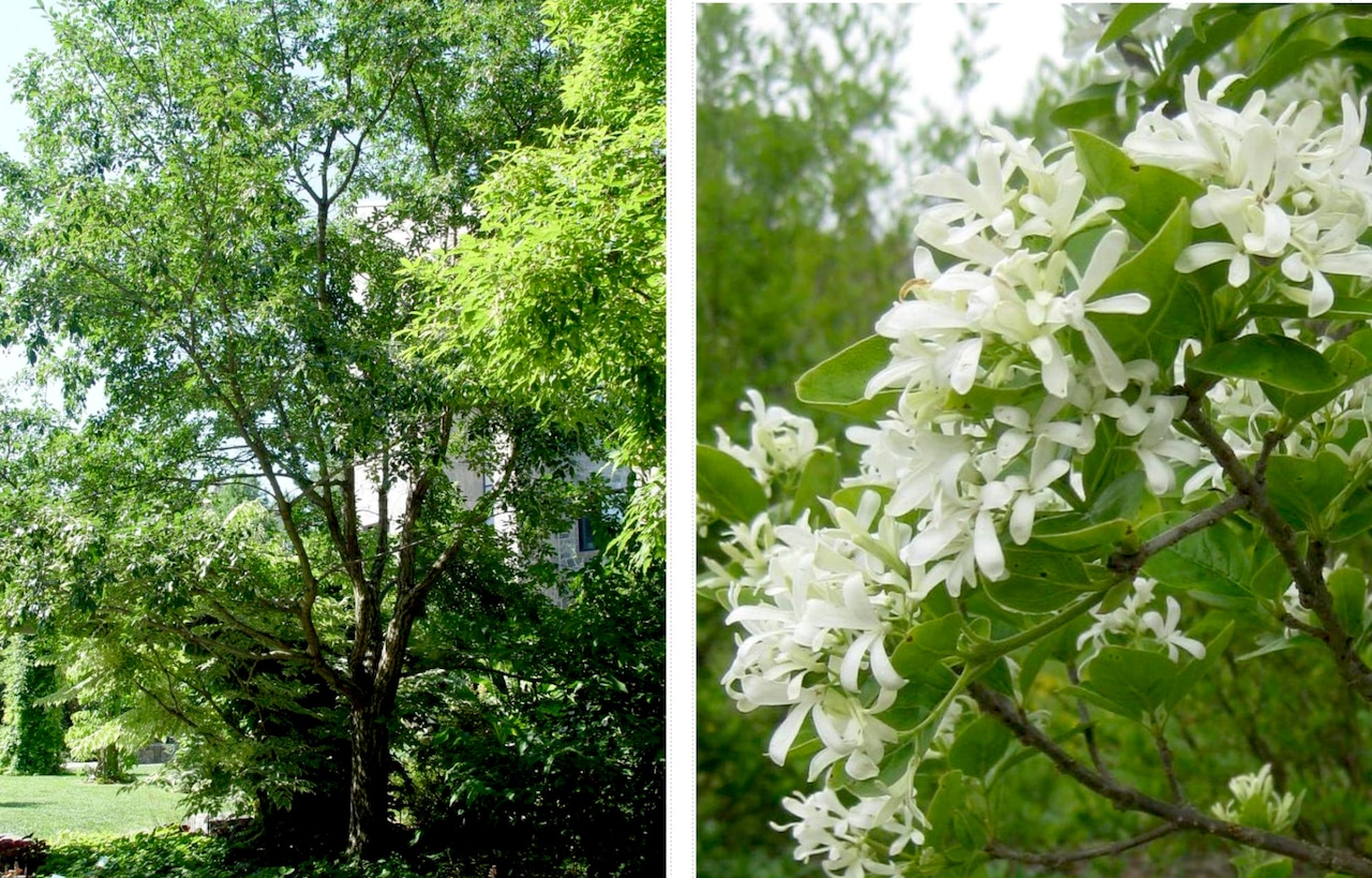 Chinese fringe tree