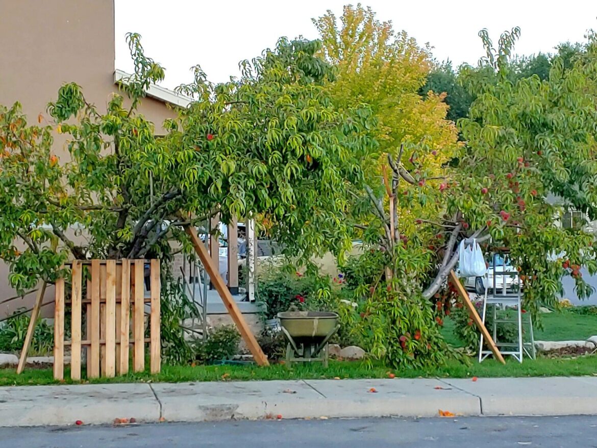 Hard frost leaves Utah gardeners assessing plant and fruit damage (Taun Beddes)...