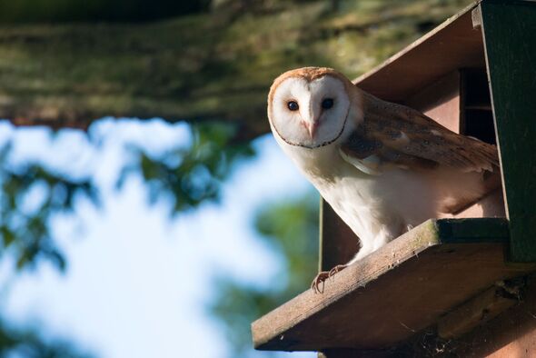 Barn Owl Barn Owl