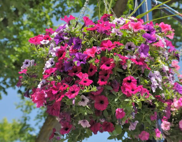 Hanging Basket