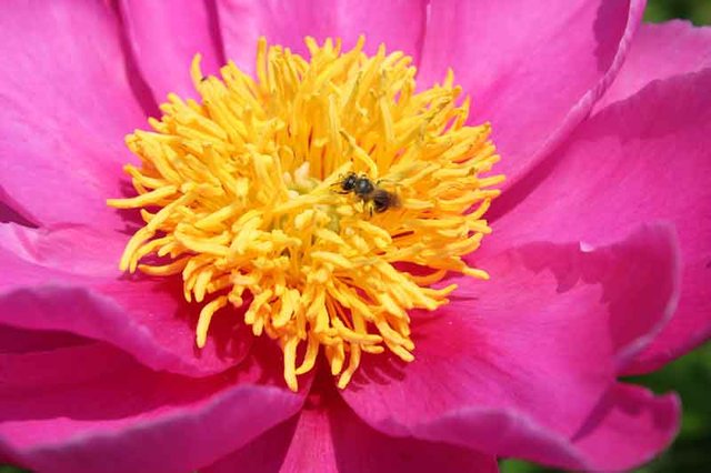 Darlington Garden Club still blooming after 85 years Darlington Garden Club still blooming after 85 years