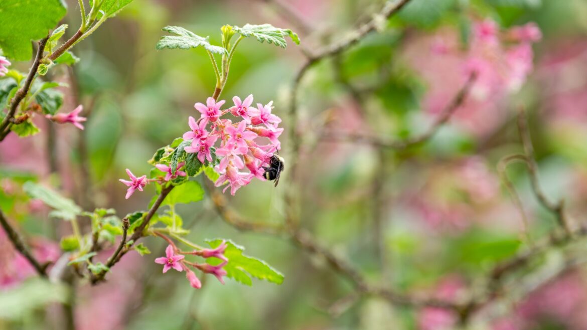 Attention, gardeners: Utah’s free plant program gives bees a boost Attention, gardeners: Utah’s free plant program gives bees a boost
