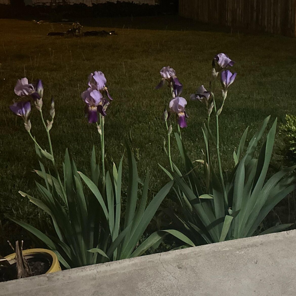 Best heirloom- 5th gen Iris (blooming for the first time) Best heirloom- 5th gen Iris (blooming for the first time)
