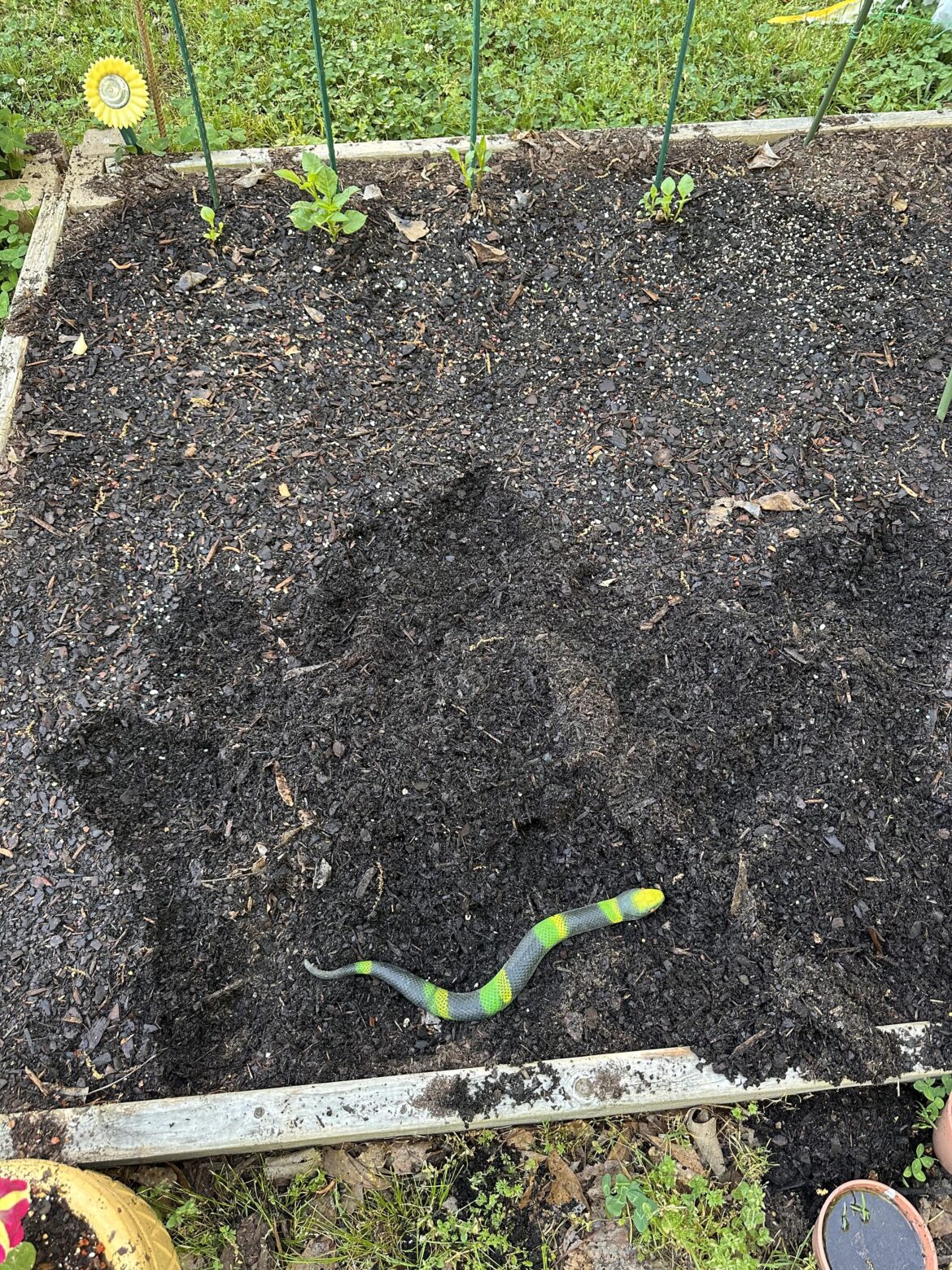 Best way to guard against rodents?
