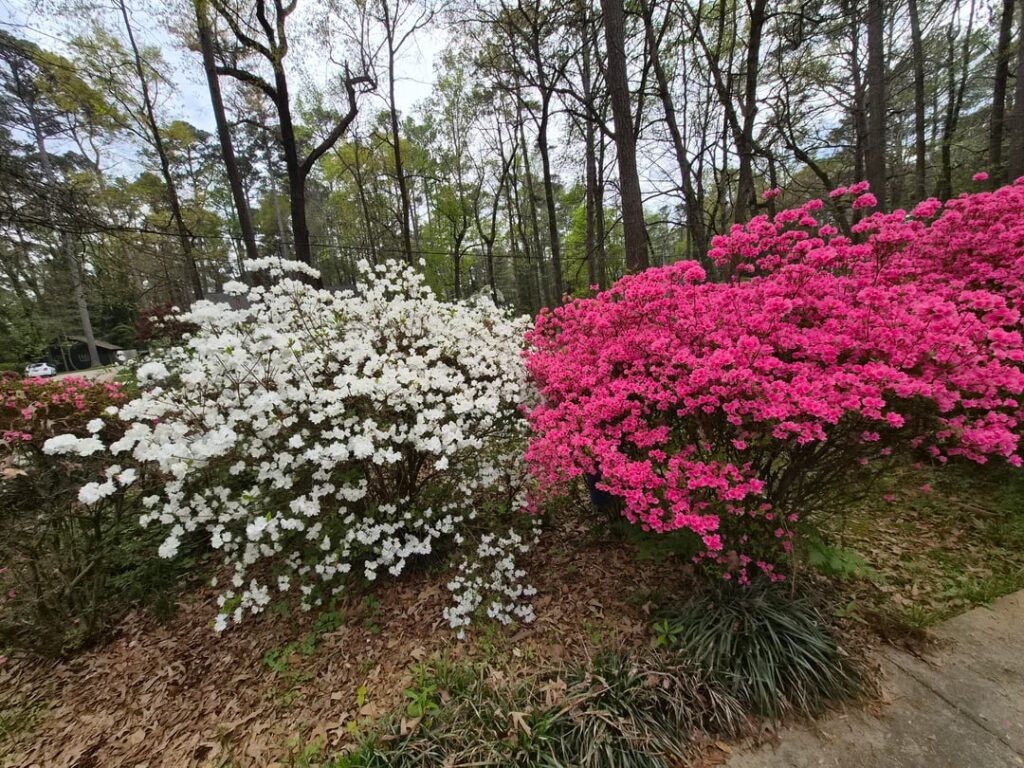 Big Southern Azaleas