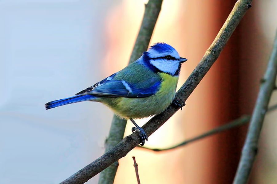 Blue Tit the most frequently spotted bird in Warwickshire gardens Blue Tit the most frequently spotted bird in Warwickshire gardens