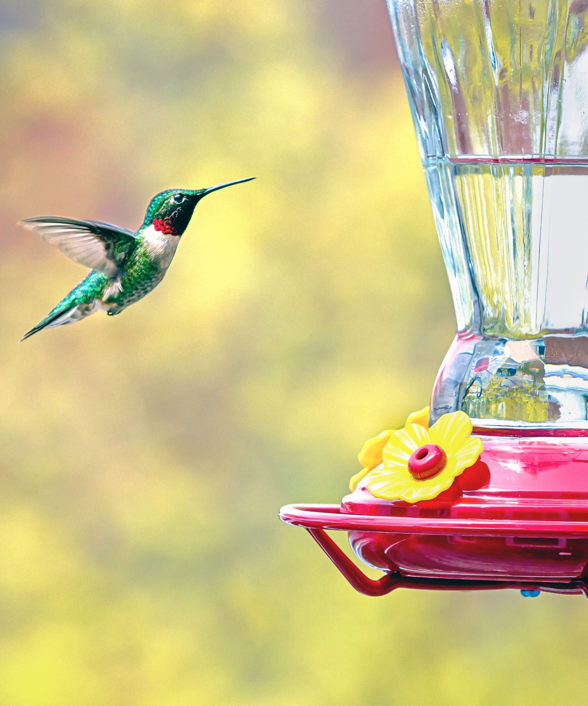 Hummingbird at a feeder