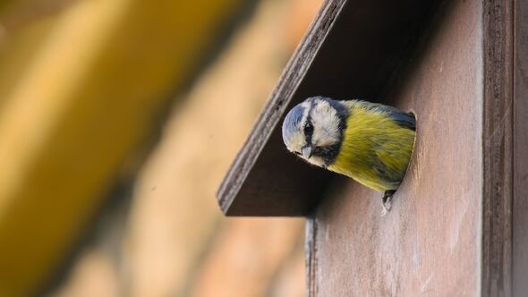 A blue tit looks out from a nesting box.