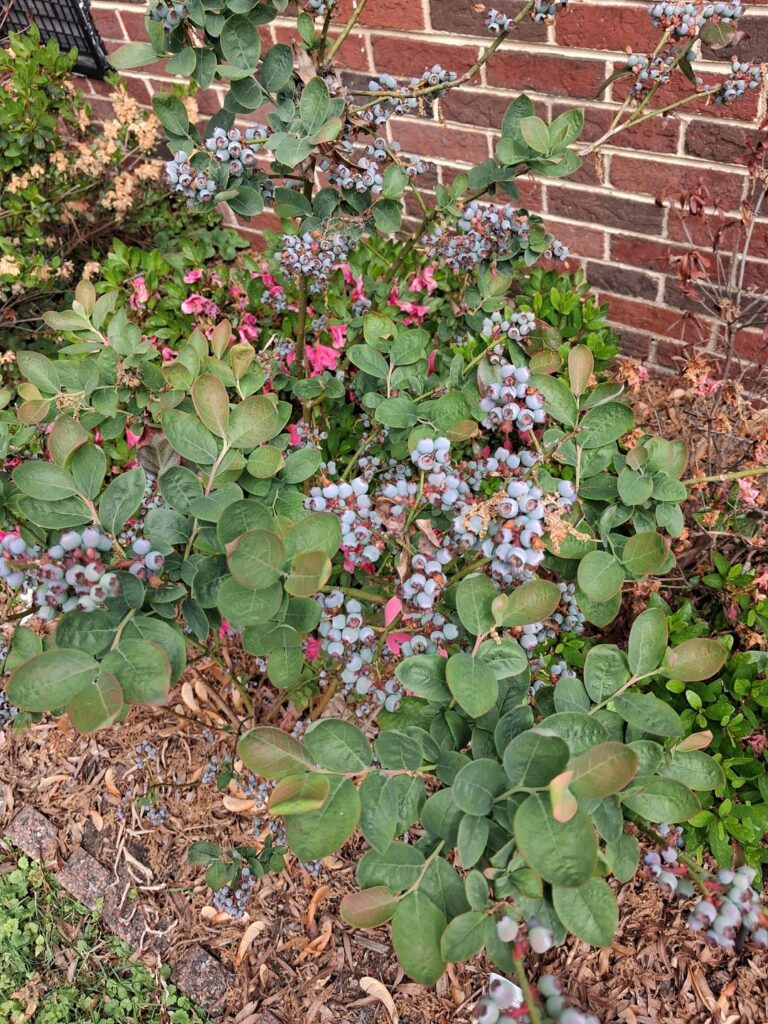 Blueberries! 🫐