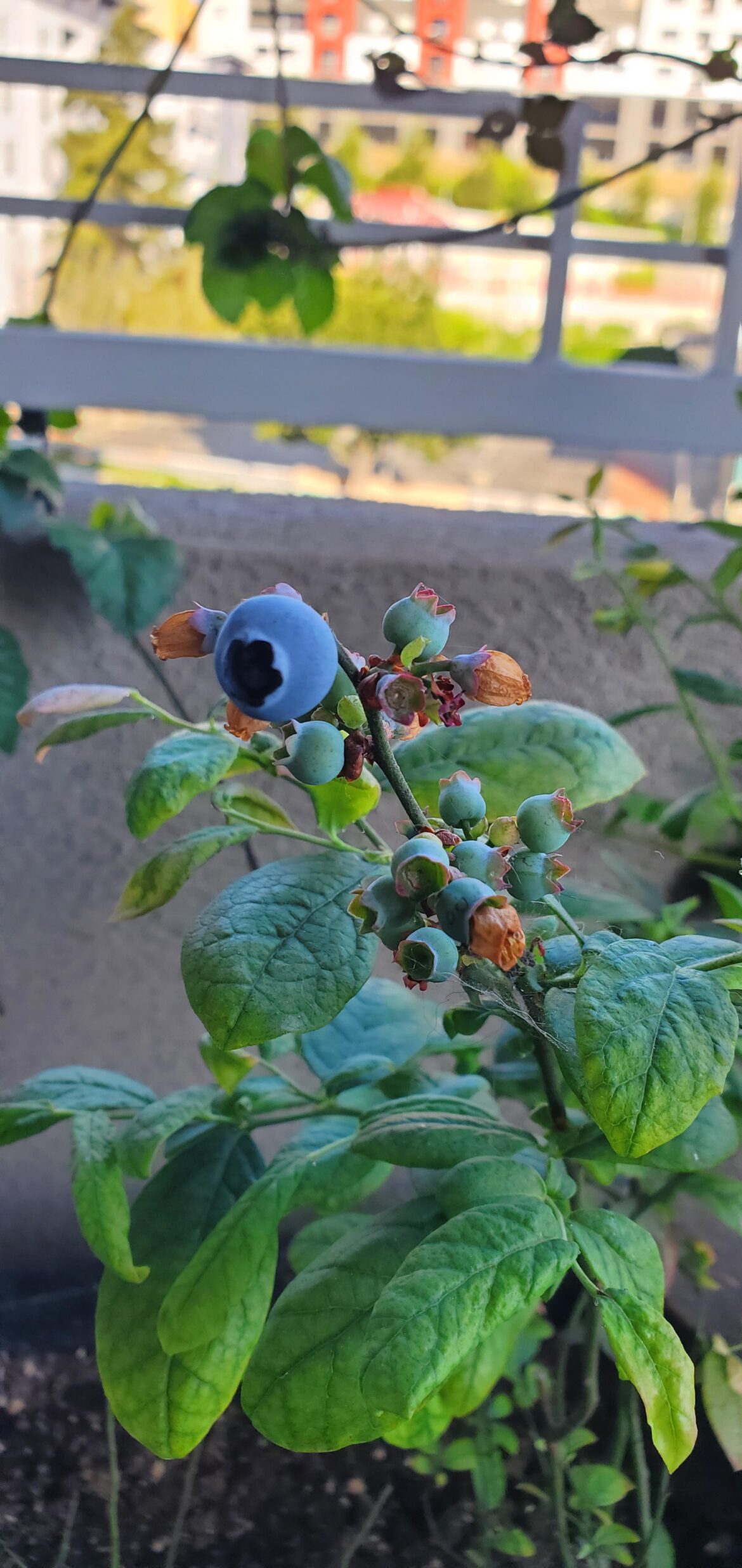Blueberries Thriving!