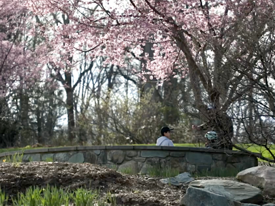 Brookside Gardens in Wheaton- boy sits under a cherry blossom tree